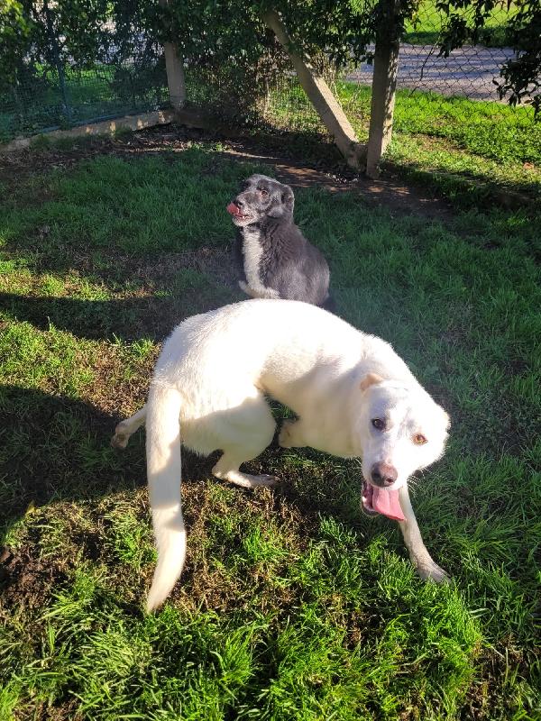 Sade, dolcissima mini labrador  Foto 4